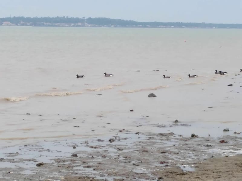 Balade sur la plage de Marennes - Marennes-Hiers-Brouage