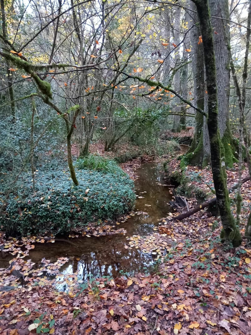 Circuit de la Jutauderie - Forêt de Rennes - Liffré