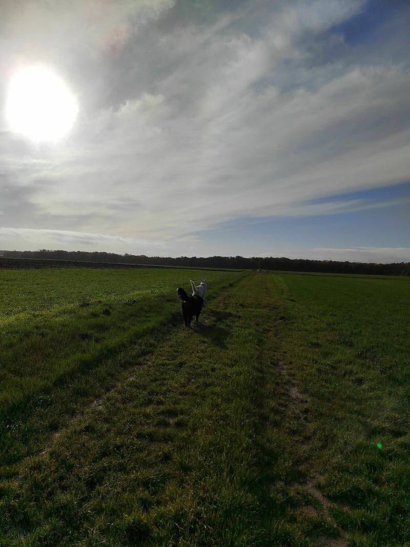 Balade campagnarde sur Velannes - Épône
