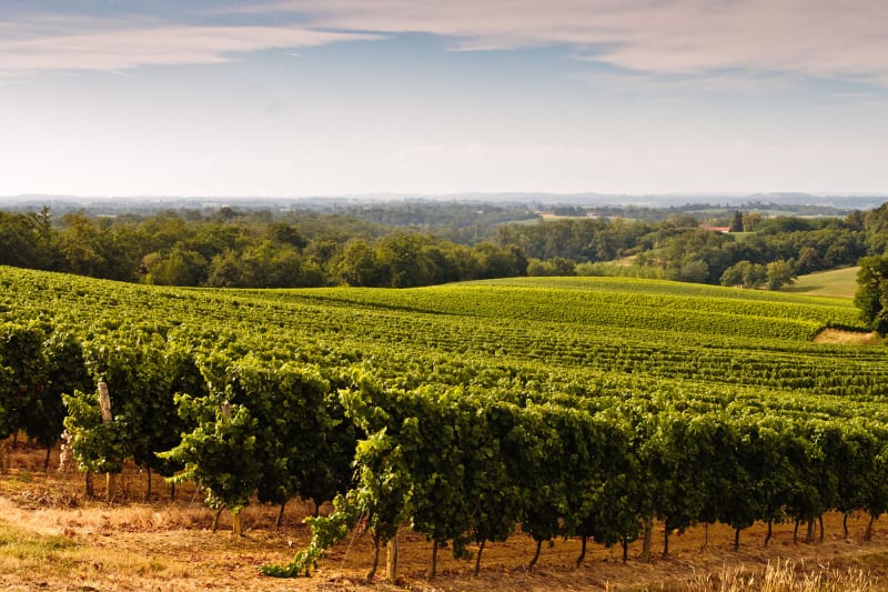 Boucle de Fleurie aux Col des Labourons - Fleurie