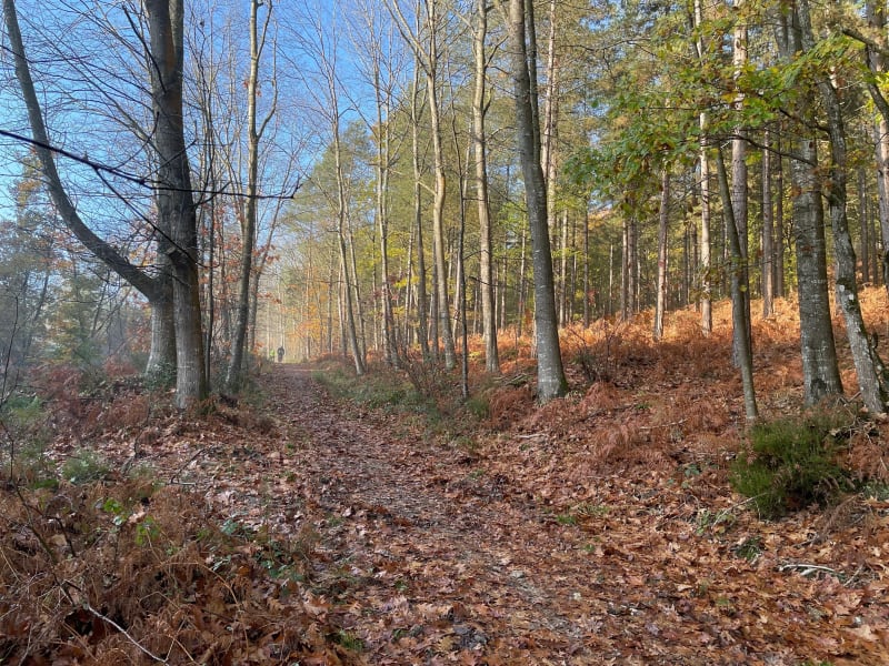 Boucle en foret de Mont Saint Jean - Mont Saint Jean