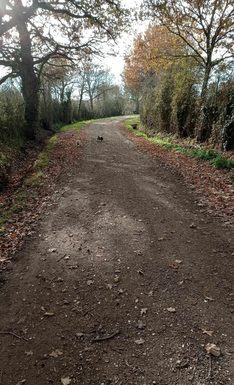Petite randonnée à la chapelle des bois de Saint-Porchaire - Bressuire