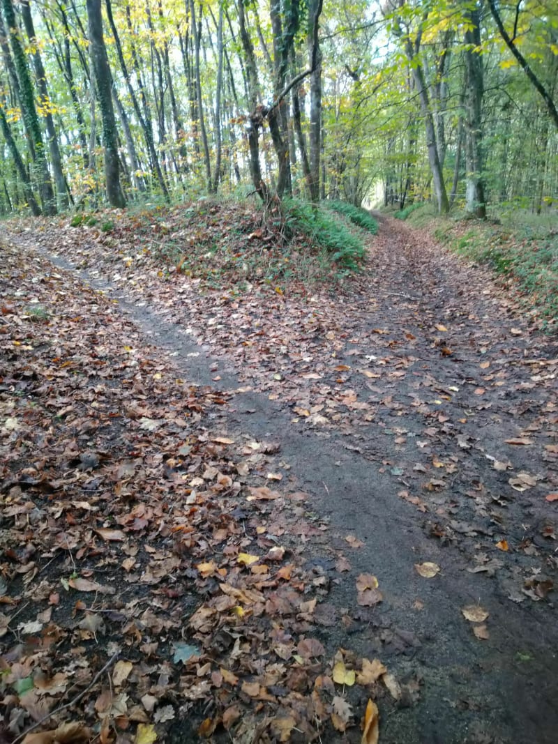 Balade automnale dans les bois de Parigné. - Parigné-le-Pôlin