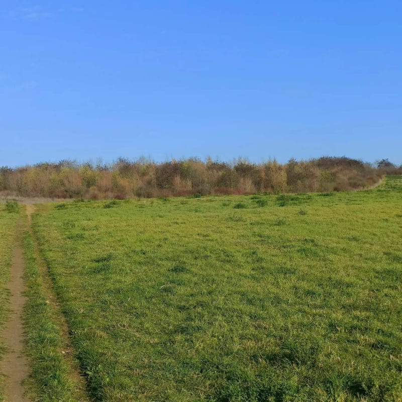 Balade en forêt de Cormeilles - Franconville