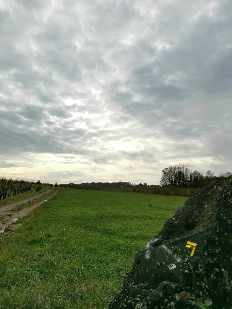 Circuit des vignes à Mouzillon à VTT - Mouzillon