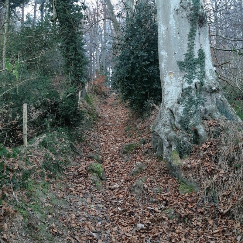 Les bois de Tourville - Tourville-sur-Pont-Audemer