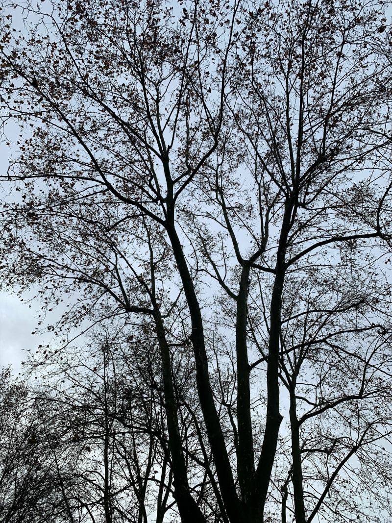 Tour du bois de Vincennes depuis les Juilliottes à Vélo - Maisons-Alfort