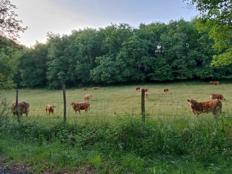 Auriac-du-Périgord et la boucle des platanes - Auriac-du-Périgord