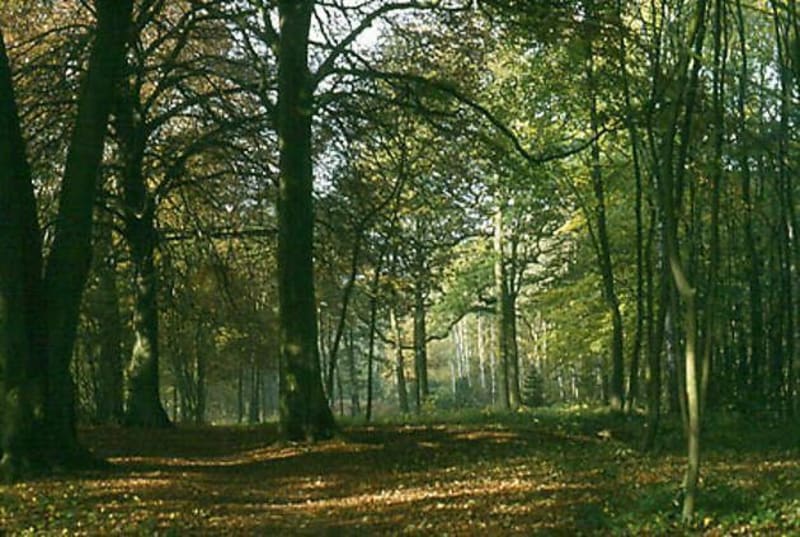 Noctrail - Noyon