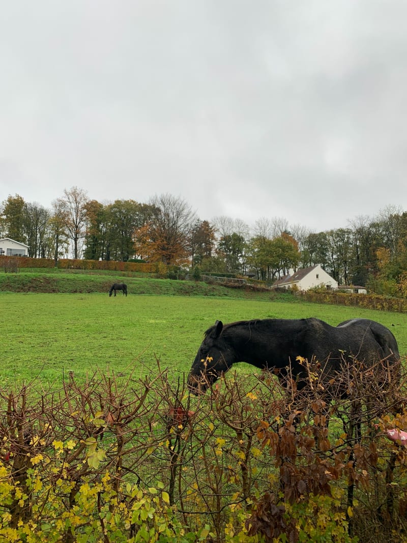 Balade dans le Mont Noir avec vues splendides - Saint-Jans-Cappel