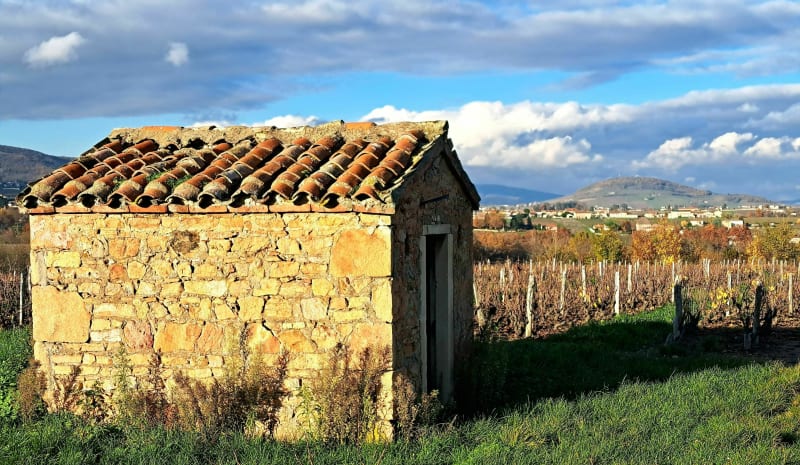 Boucle dans les vignobles de Blaceret - Blacé