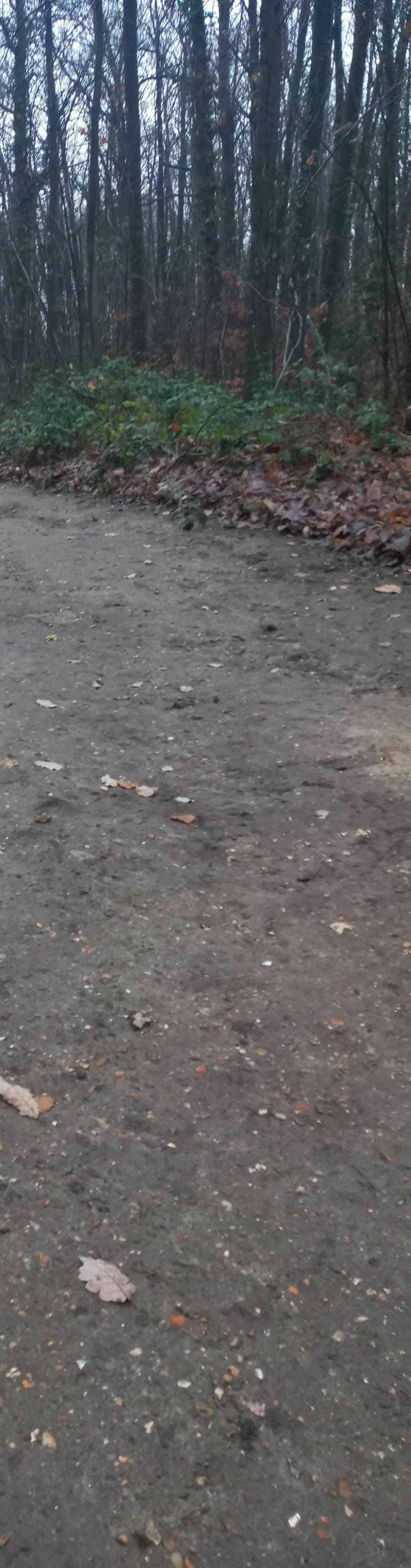 Marche Nordique et technicité dans la forêt de Malmaison - Rueil-Malmaison