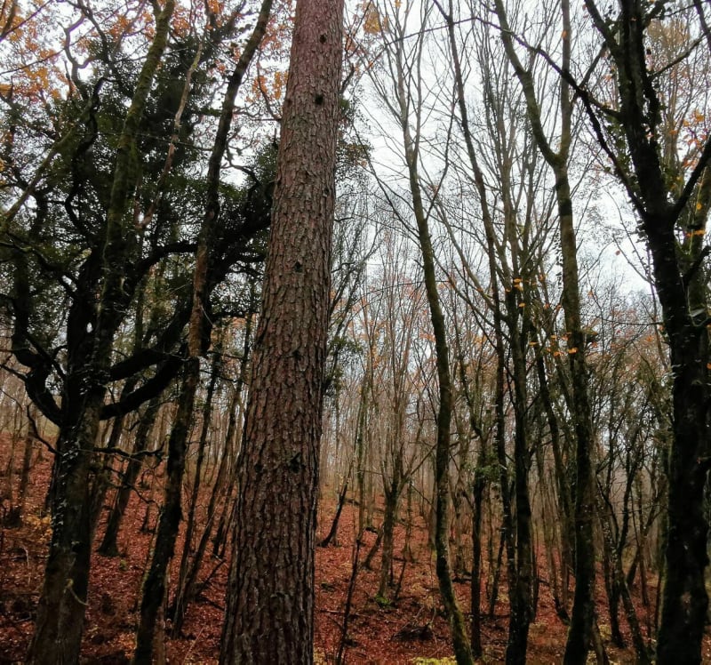 Tour dans la forêt de Haye - Bois-de-Haye