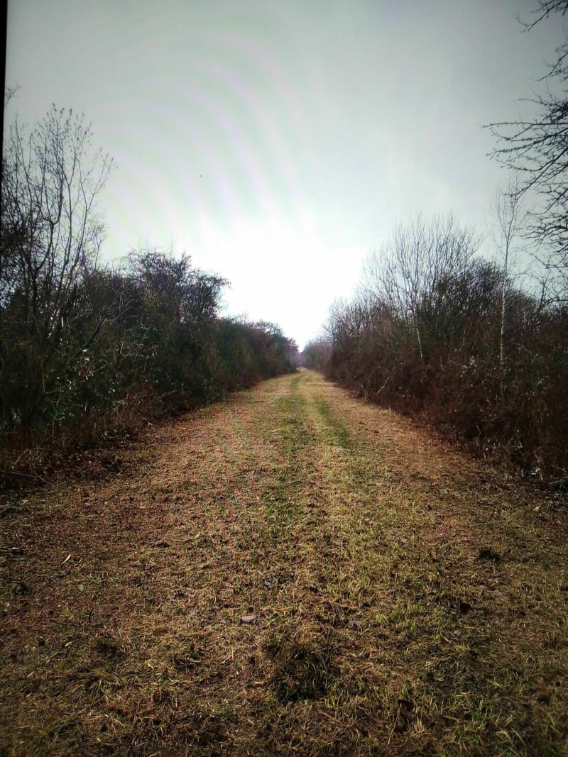 Le long de l'ancienne voie ferrée à Réning - Réning