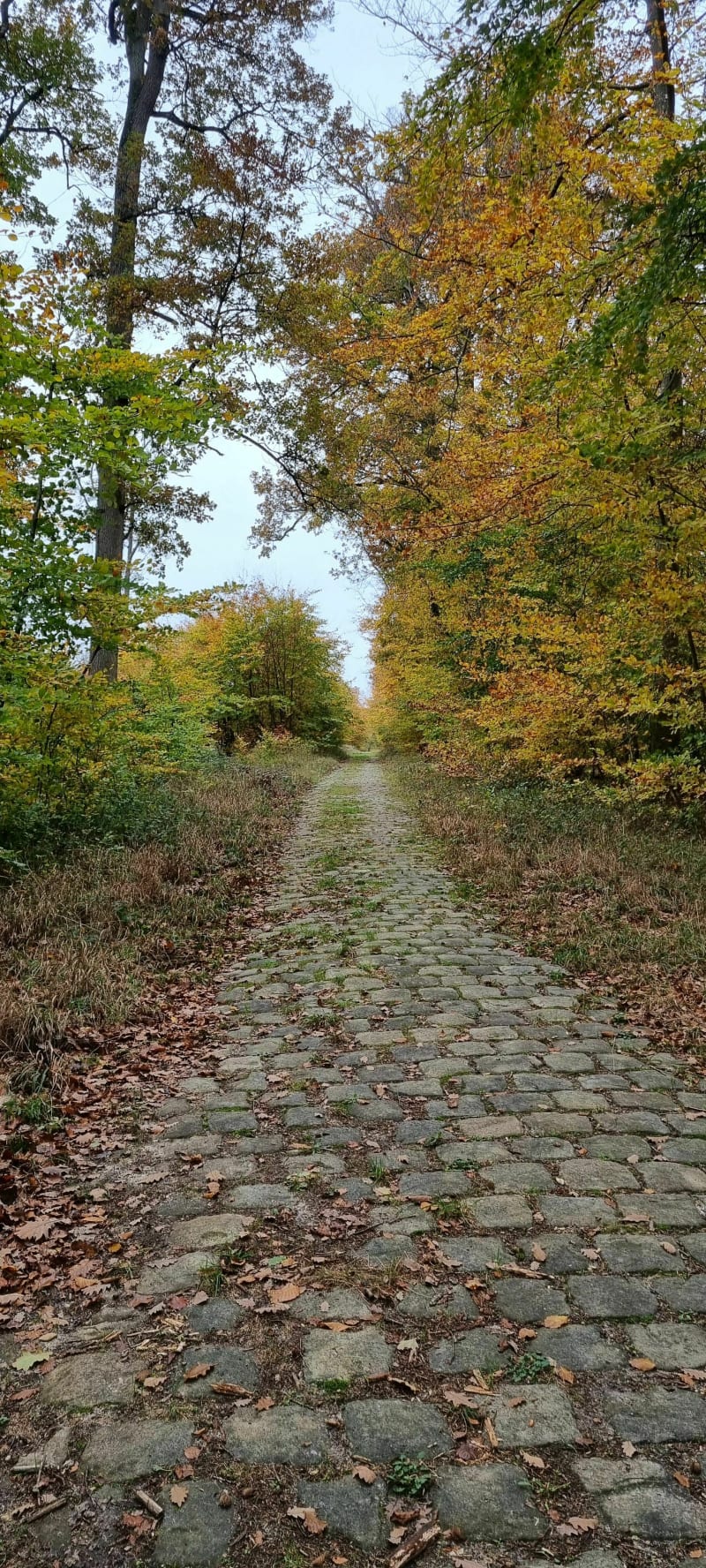 Le Mont St-Germain - Fontainebleau
