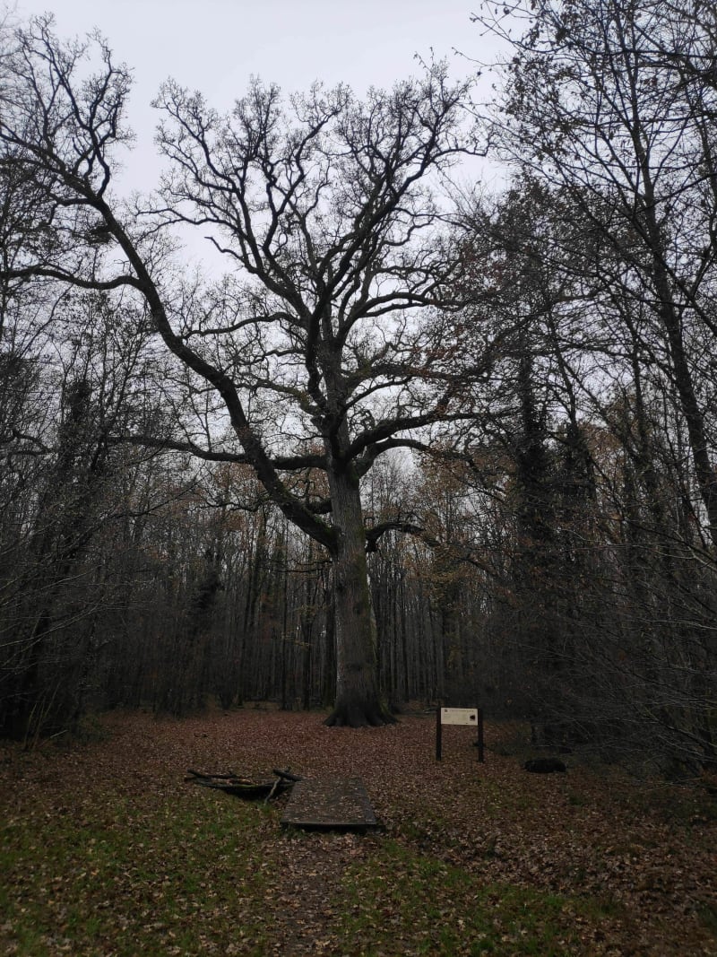 Balade à travers la forêt - Bagnoles de l'Orne Normandie