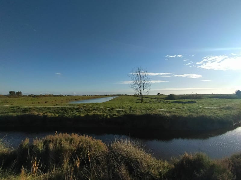 Petite balade dans la forêt des Saumonards - Saint-Georges-d'Oléron