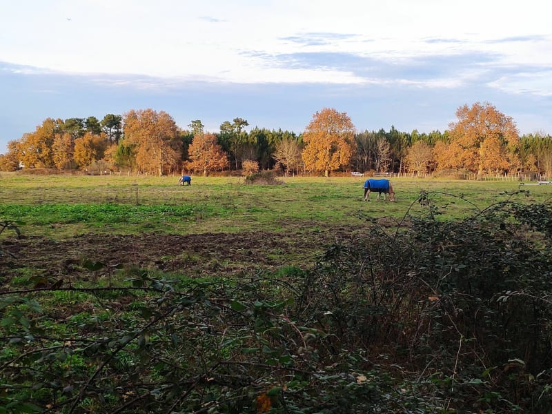 Dans les sous bois de Magudas - Saint-Médard-en-Jalles