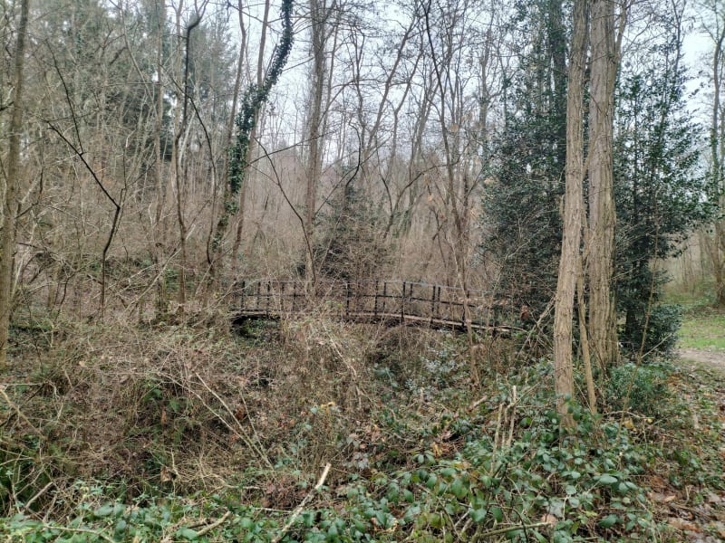 Forêt d'eucalyptus au départ de Lissac - Lissac