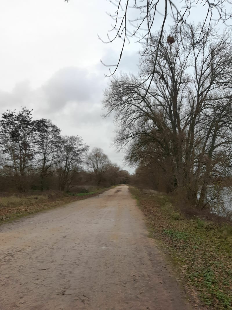 Saint-Ay : bord de Loire - Saint-Ay