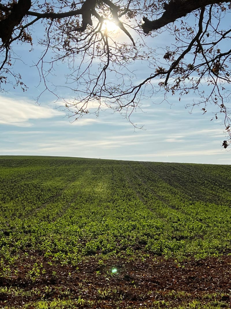 Chemin de la Lande de Devant avec les chiens - Ibos