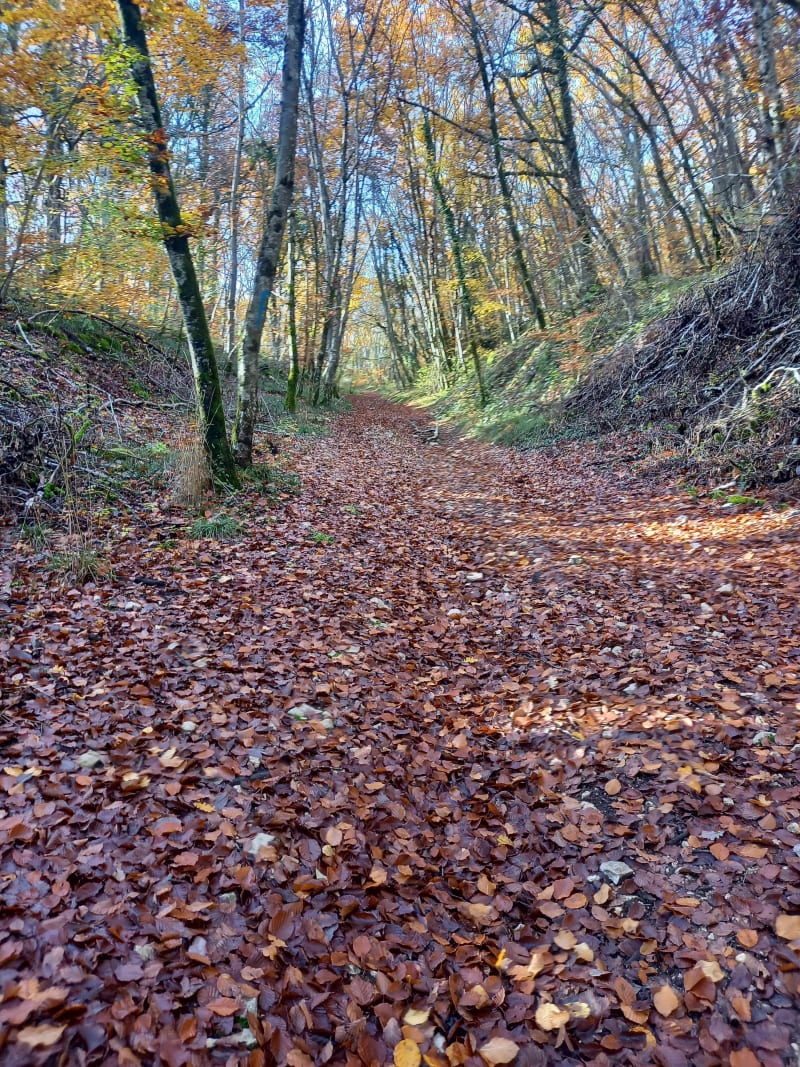 Randonnée dans la Combe aux Mammouths - Mâlain