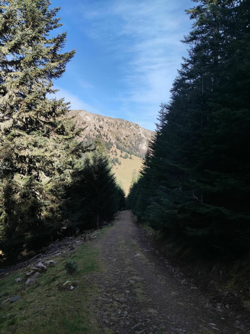 Vers le Col d'Aspin par la forêt du Hourc - Campan