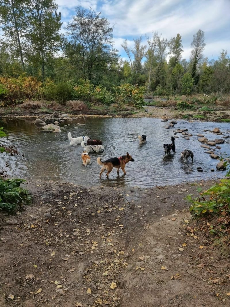 Tour  des étangs de Andrézieux en cani cross - Andrézieux-Bouthéon