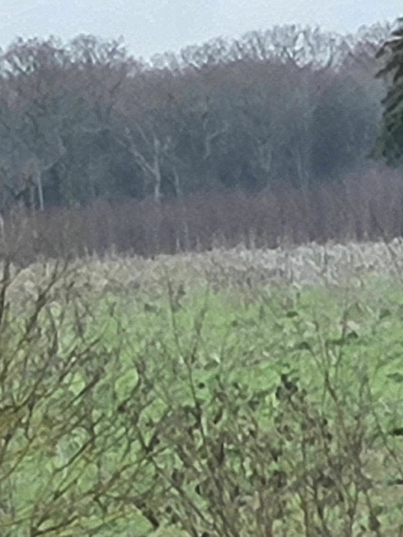 Balade dans les champs et bois de Charrey-sur-Saône - Charrey-sur-Saône