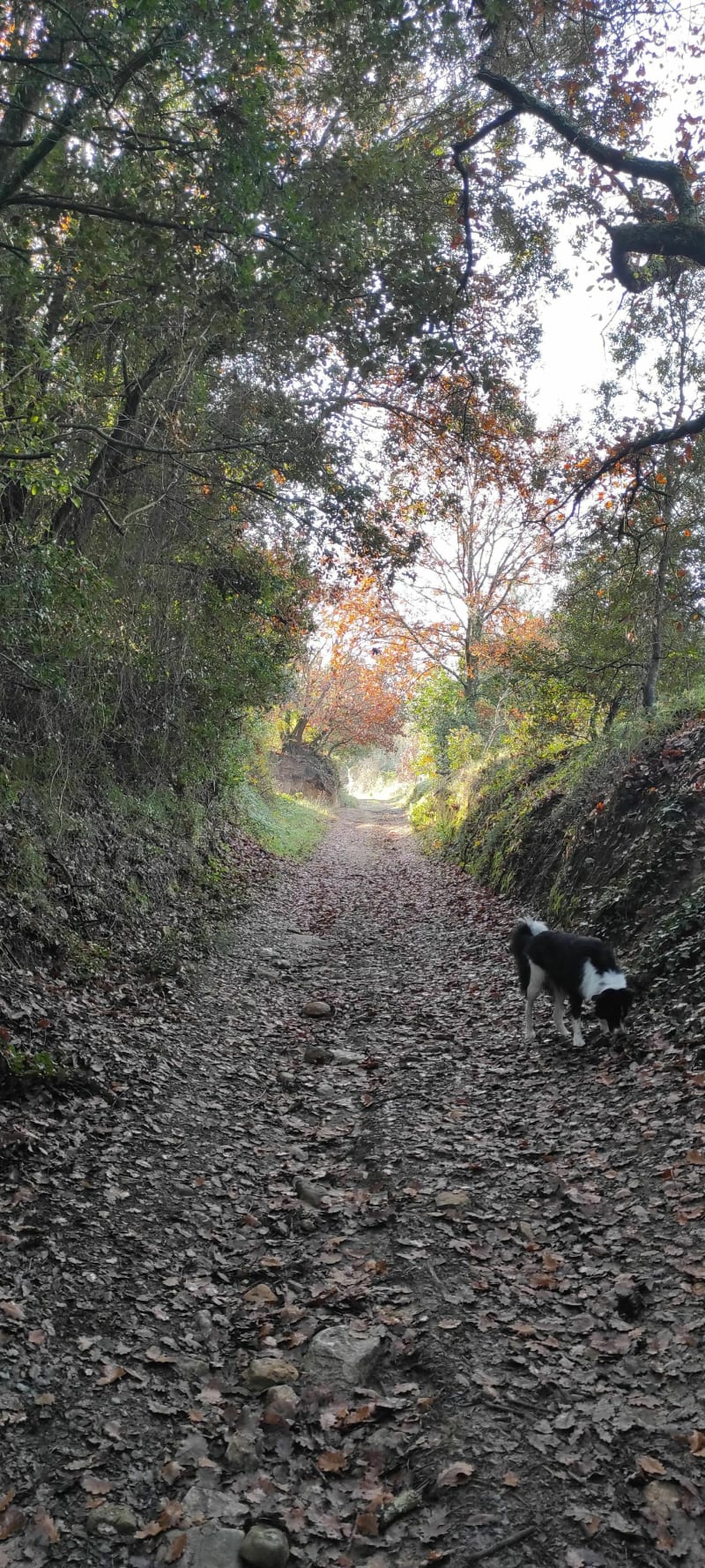 Laten we een wandeling maken in de bossen van Descattes - Saint-André-d'Olérargues