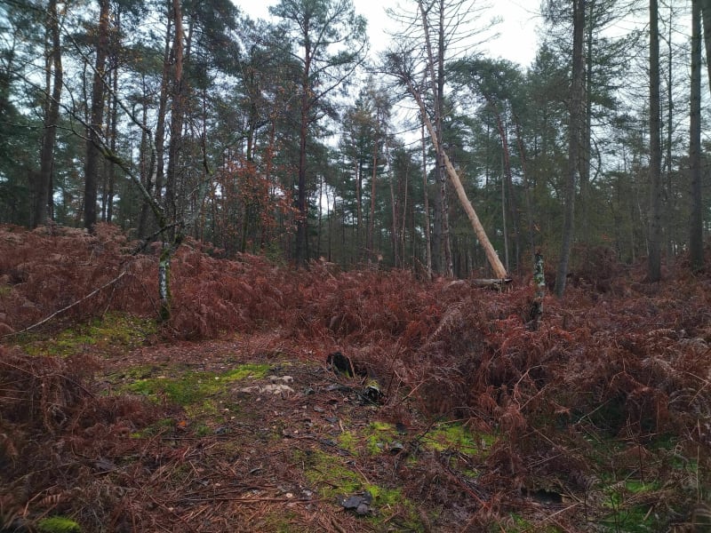 Exploration sentiers Denecourt Collinet et autres à VTT - Fontainebleau