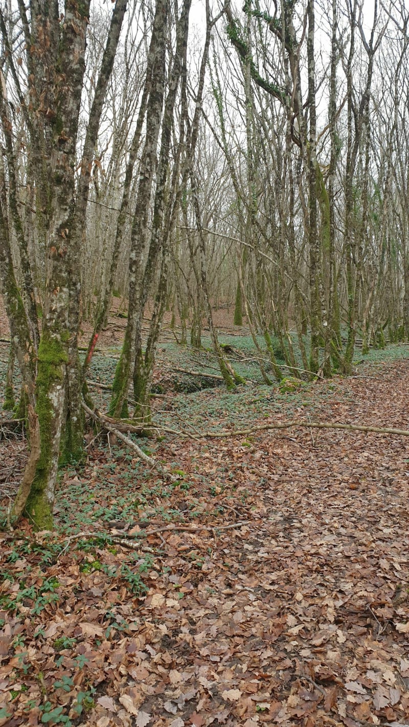 Promenons-nous dans les bois de Montrichard - Monthou-sur-Bièvre