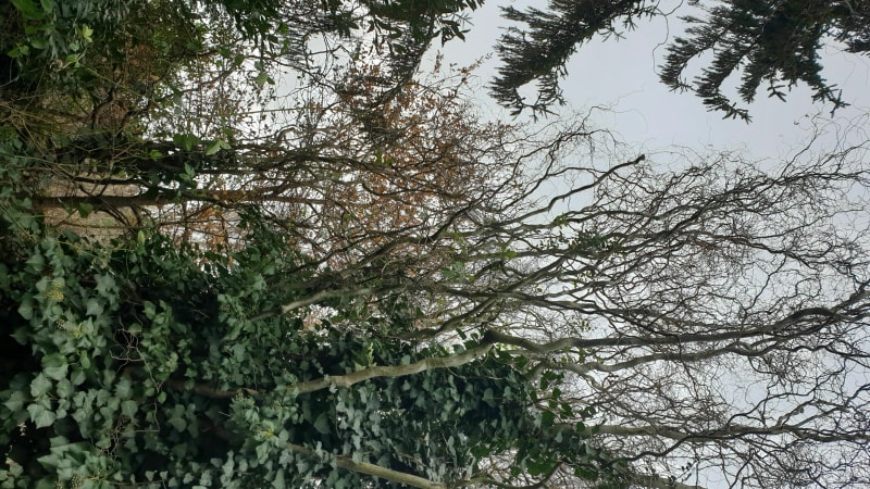 Bois de Monthou - Monthou-sur-Bièvre
