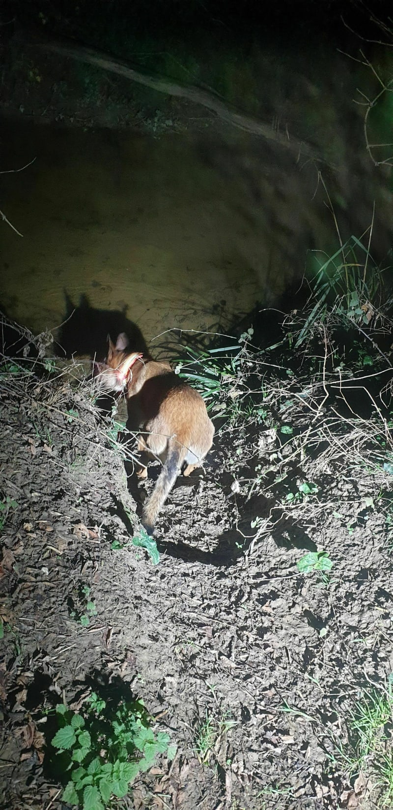 Balade avec chiens aux marais et rivière Sévenne de Luzinay - Luzinay