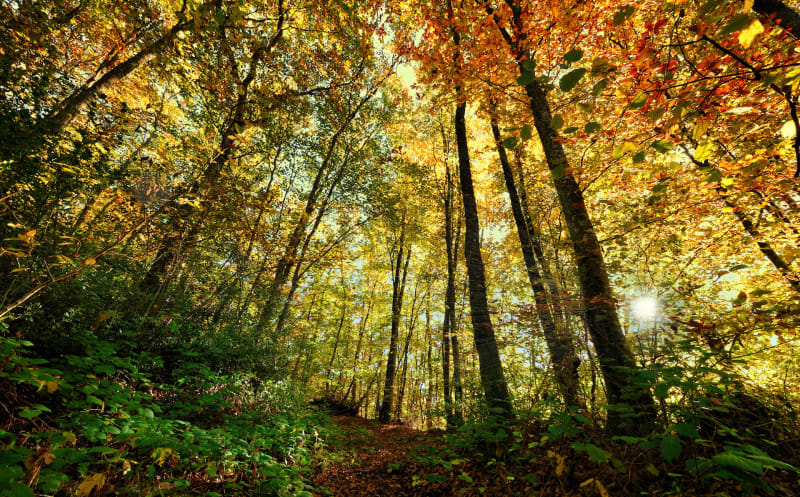 Balade dans les bois de Teyssonge et étang de la Tonarde - Jasseron
