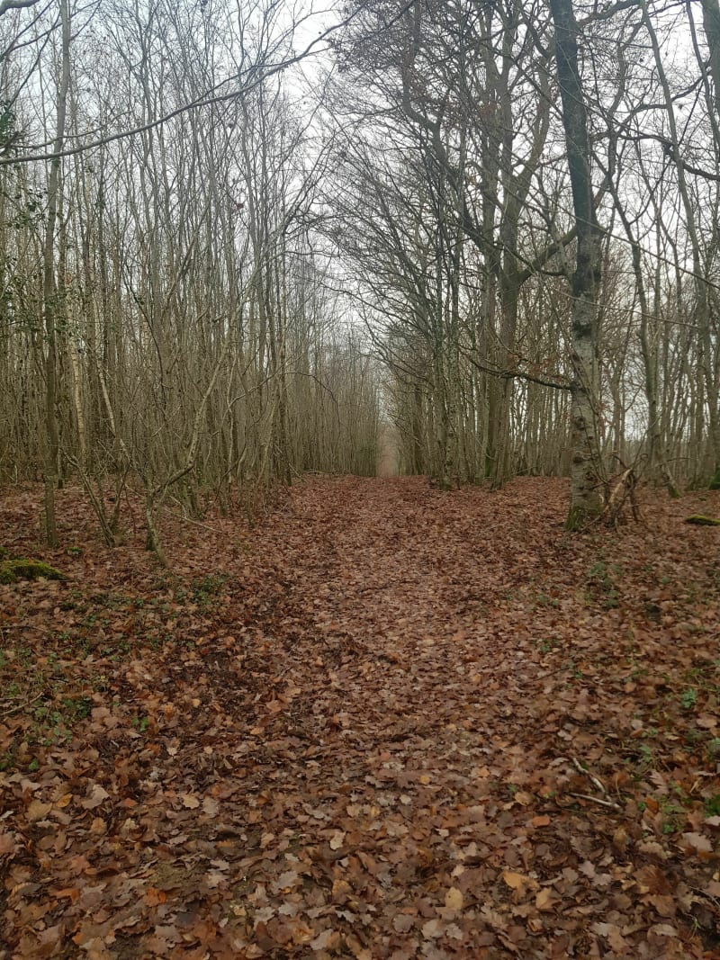 Forêt  de Pontigny - Vergigny
