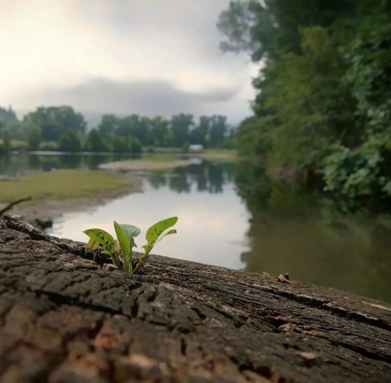 Boucle à Montauban, coulée verte le long du Tarn - Montauban