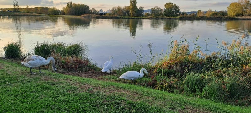 Balade sur le chemin de halage du Canal de Jonage - Décines-Charpieu