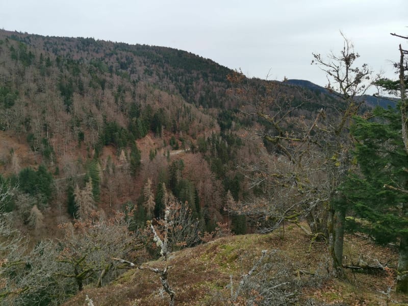 Sentier du Schlossberg - Kruth