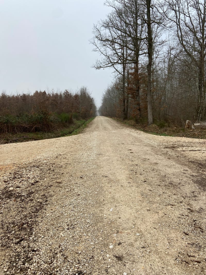 Découverte de la forêt d’Agre de Montech - Montech