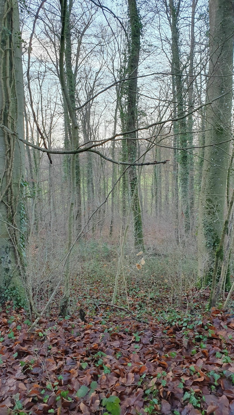 Balade dans la forêt d'Avril - Avril