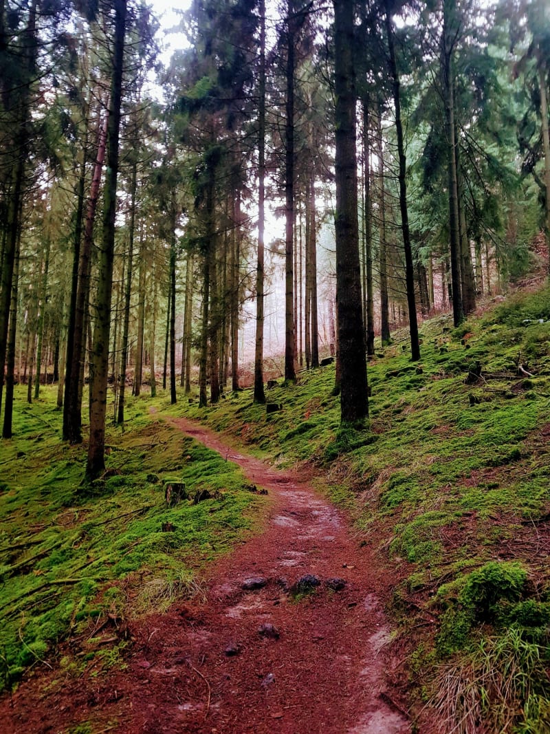 Bain de verdure sur les hauteurs de Wissembourg - Wissembourg