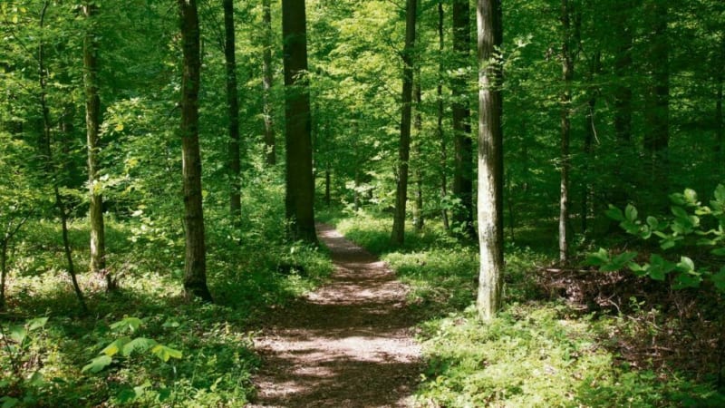 8 à Bâillon - Asnières-sur-Oise