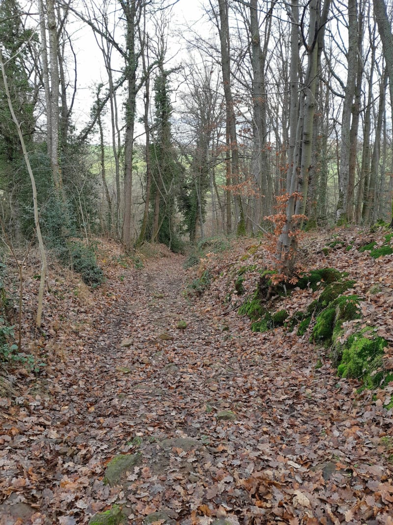 Balade autour de Savigneux - Chevrières