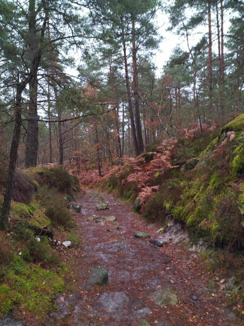 Découvrir les sentiers et chemins de la forêt de Fontainebleau - Fontainebleau