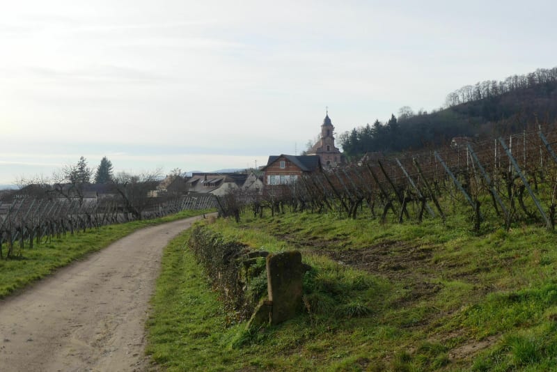 De Châtenois à Orschwiller par le vignoble. - Châtenois