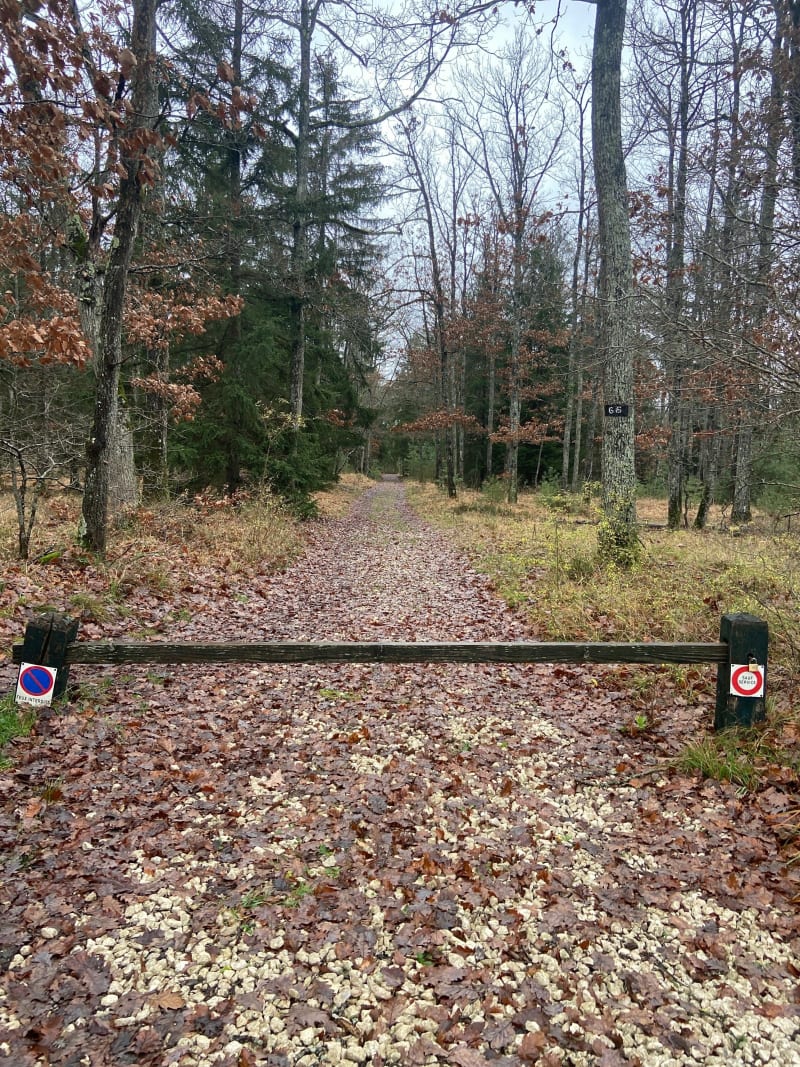 Route de Gemap - Fontainebleau