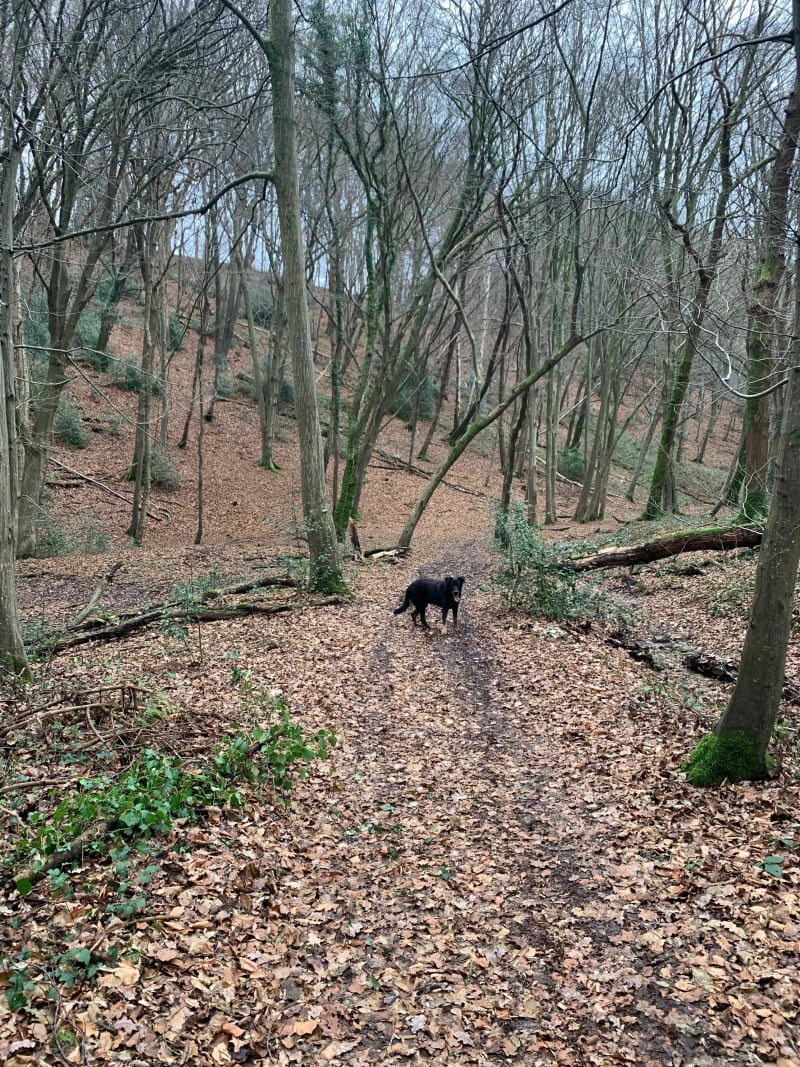 Morinerie et bois des Guillebourdières - La Cerlangue
