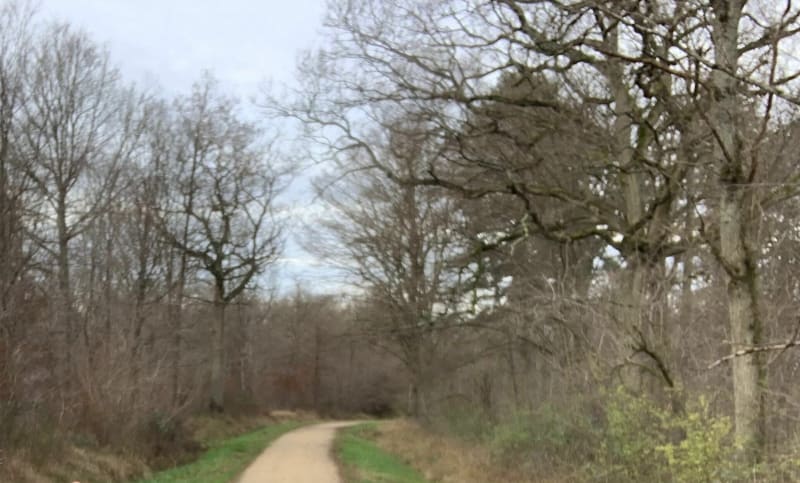 Indispensable et incontournable forêt de Sénart - Soisy sur Seine