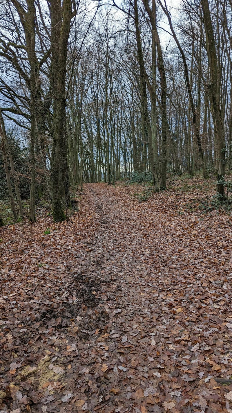 Dans le Bois d'Aigrefoin - Gif-sur-Yvette